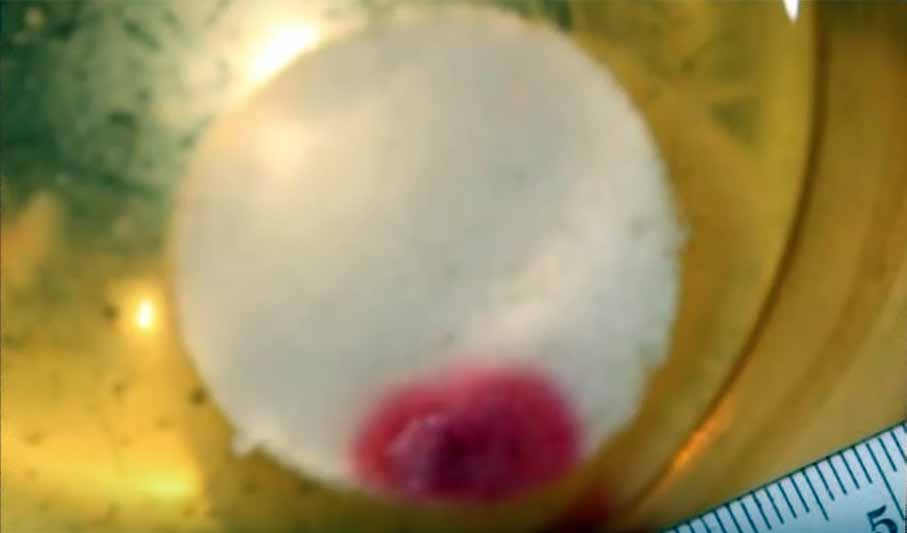 O Tecido em Agonia no Altar — imagem 1